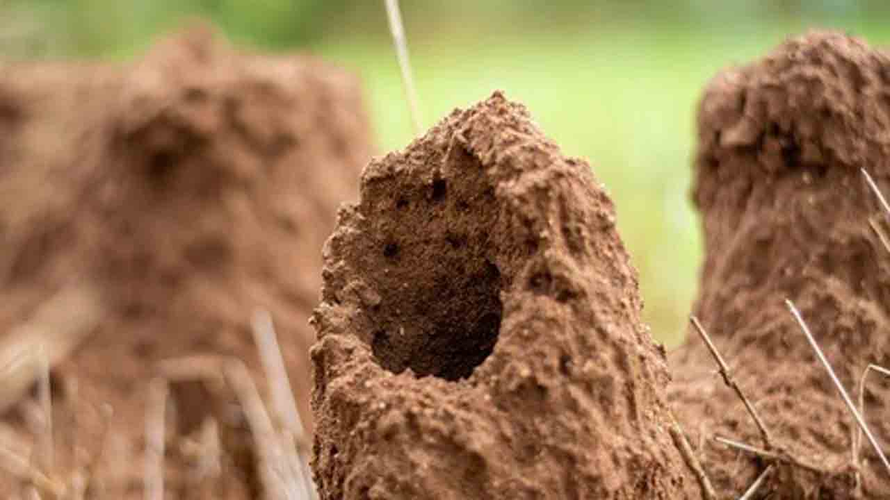 Vaasthu Shastra | ఊళ్లో ఉన్న మా పాత ఇంట్లో పుట్ట పెరిగింది. దానిని తొలగించి, ఇంటిని వాడుకోవచ్చా?