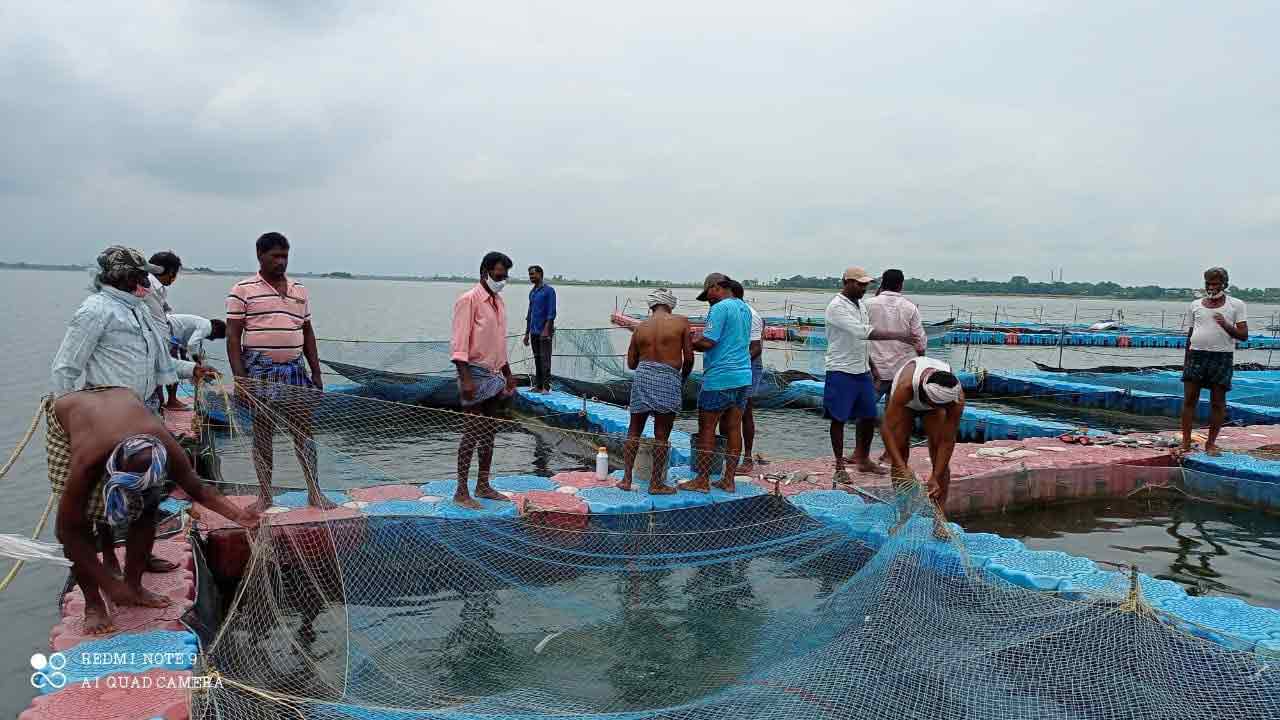 సిరులు కురిపిస్తున్న కేజ్‌ కల్చర్