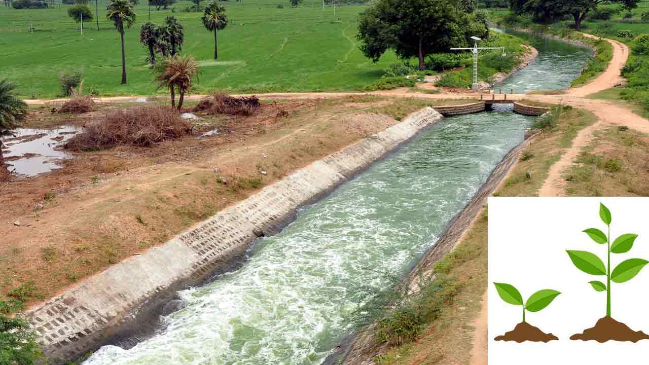 కాల్వ గట్లపై వన సంపద