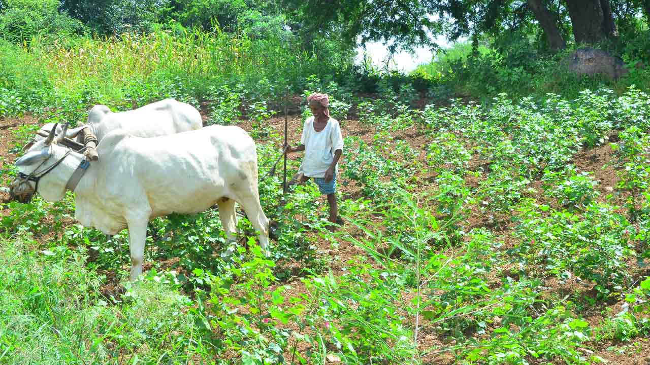 పోడు పట్టాలు రెడీ