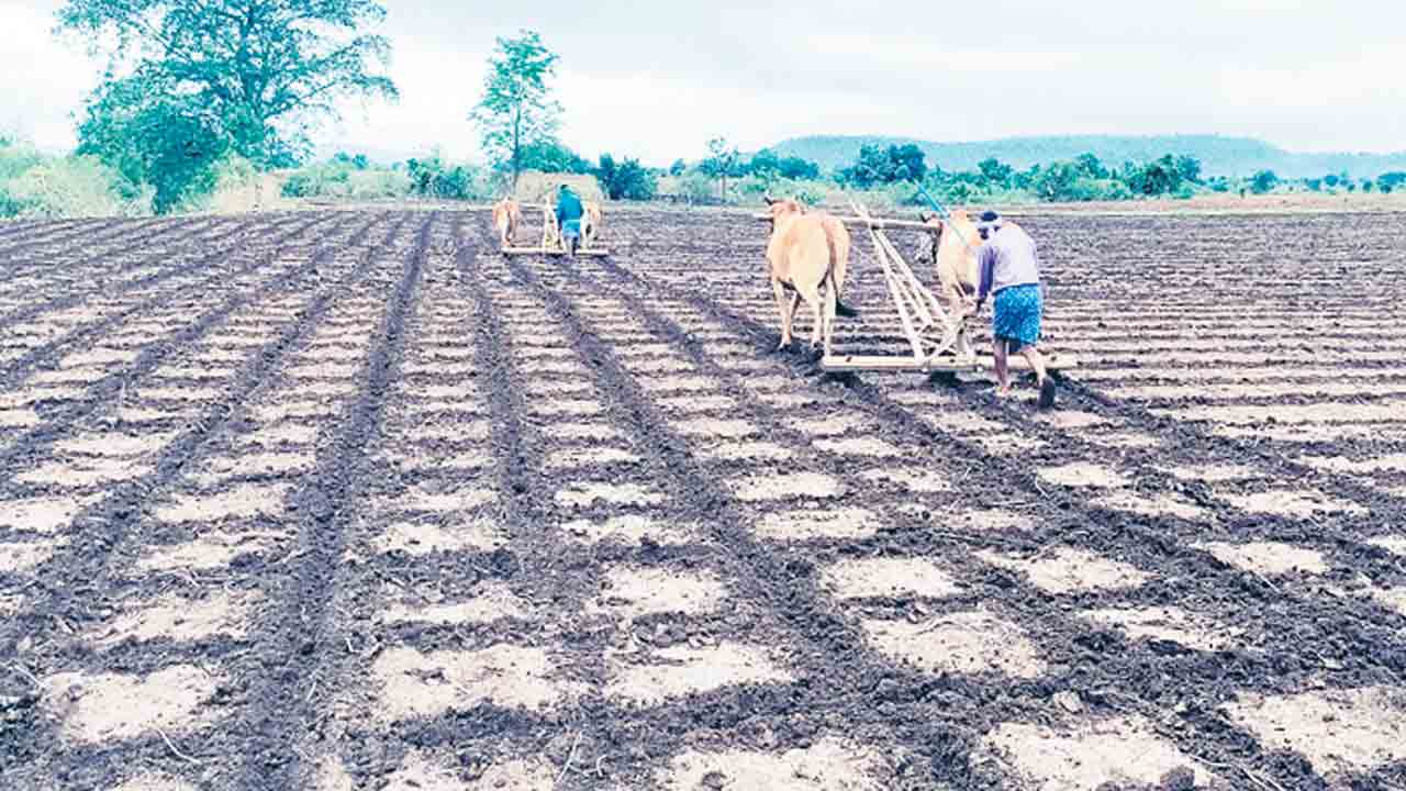 హలధారి.. పొలంబాట