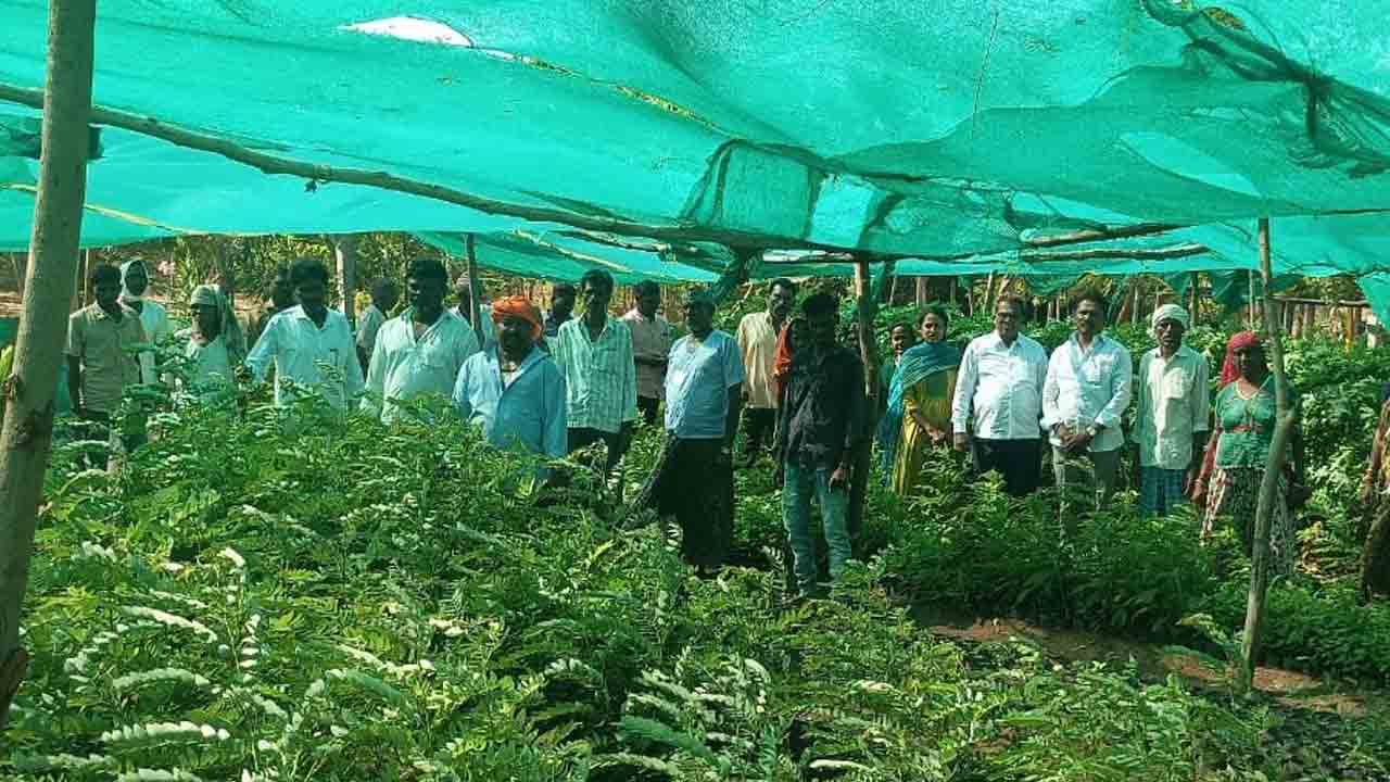 ప్రతి పల్లెలో వెల్లివిరుస్తున్న పచ్చదనం