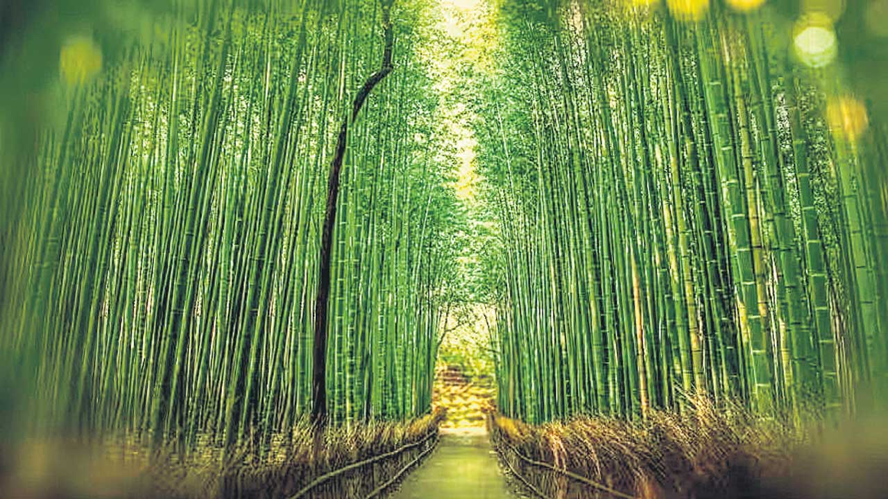 ఇంధనంగా వెదురు