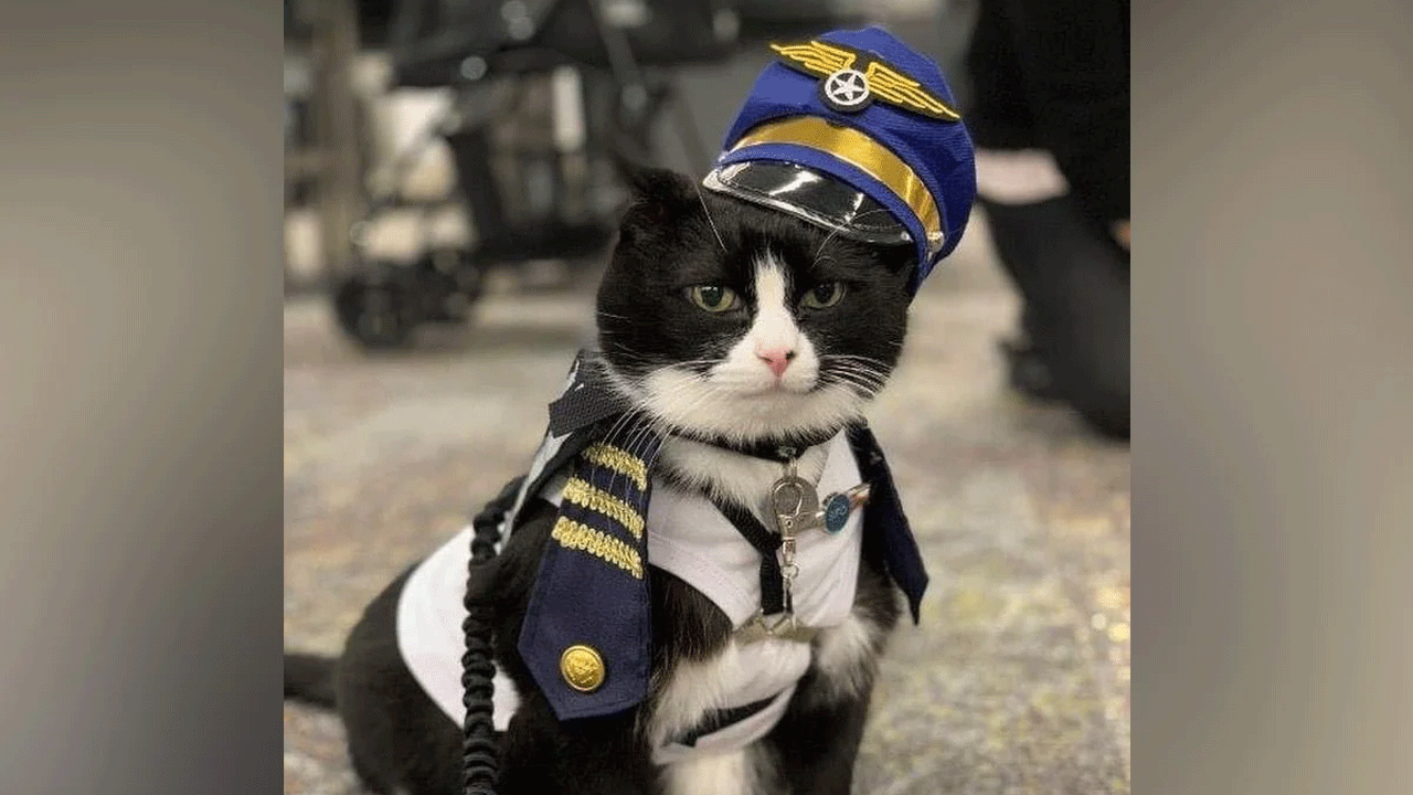 Cat | ఆ విమానాశ్రయంలో పిల్లికి ఉద్యోగం.. దాని పనేంటో తెలుసా..?