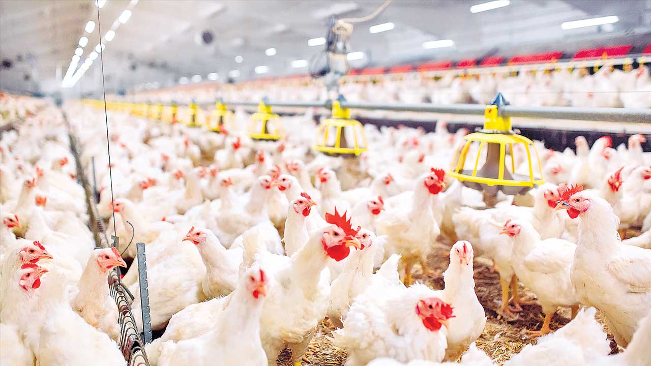 Chicken price |  రికార్డు స్థాయికి చికెన్‌ ధరలు.. మరింత పెరిగే అవకాశం