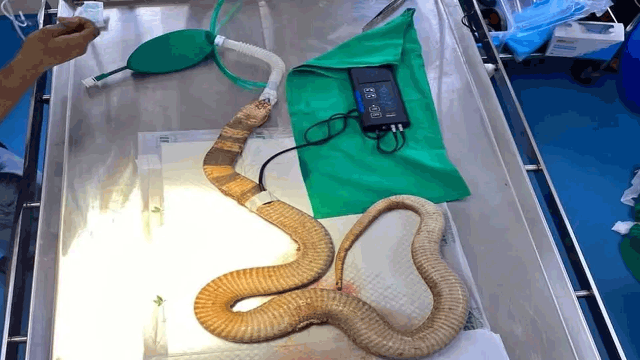 Cobra | ప్లాస్టిక్ డబ్బా మింగేసిన నాగుపాము.. శస్త్రచికిత్స ద్వారా తొలగించిన వైద్యులు