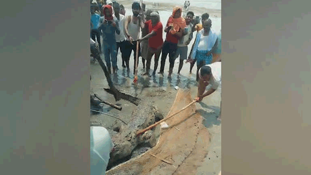 Crocodile | బాలుడిని మింగేసిన మొసలిని కొట్టి చంపిన స్థానికులు