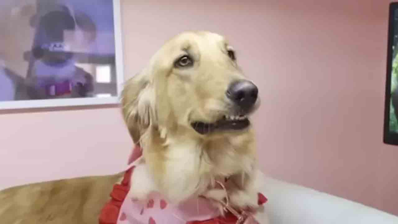 Dream Dog House | పెంపుడు కుక్క కోసం రూ.16 లక్షల ఇల్లు‌.. సర్‌ప్రైజ్‌ గిఫ్ట్‌ ఇచ్చిన యజమాని