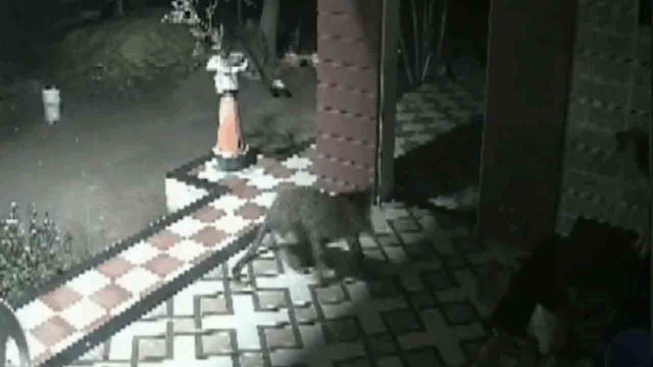 Watch: ఇంట్లోకి చొరబడిన చిరుత.. దానిని భయపెట్టిన కుక్క