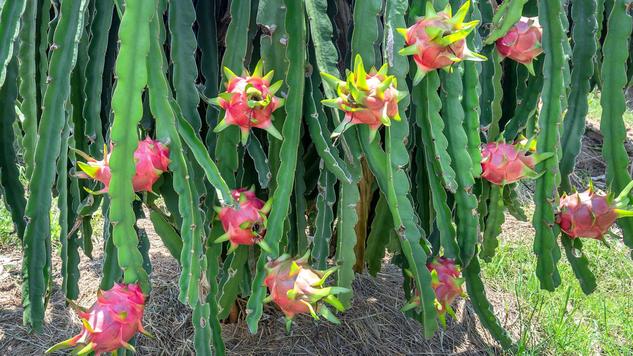 Dragon Fruit |  రైతన్న రూట్‌.. డ్రాగన్‌ ఫ్రూట్‌.. ఒక్కసారి పంట వేస్తే 30 ఏండ్ల వరకు దిగుబడి