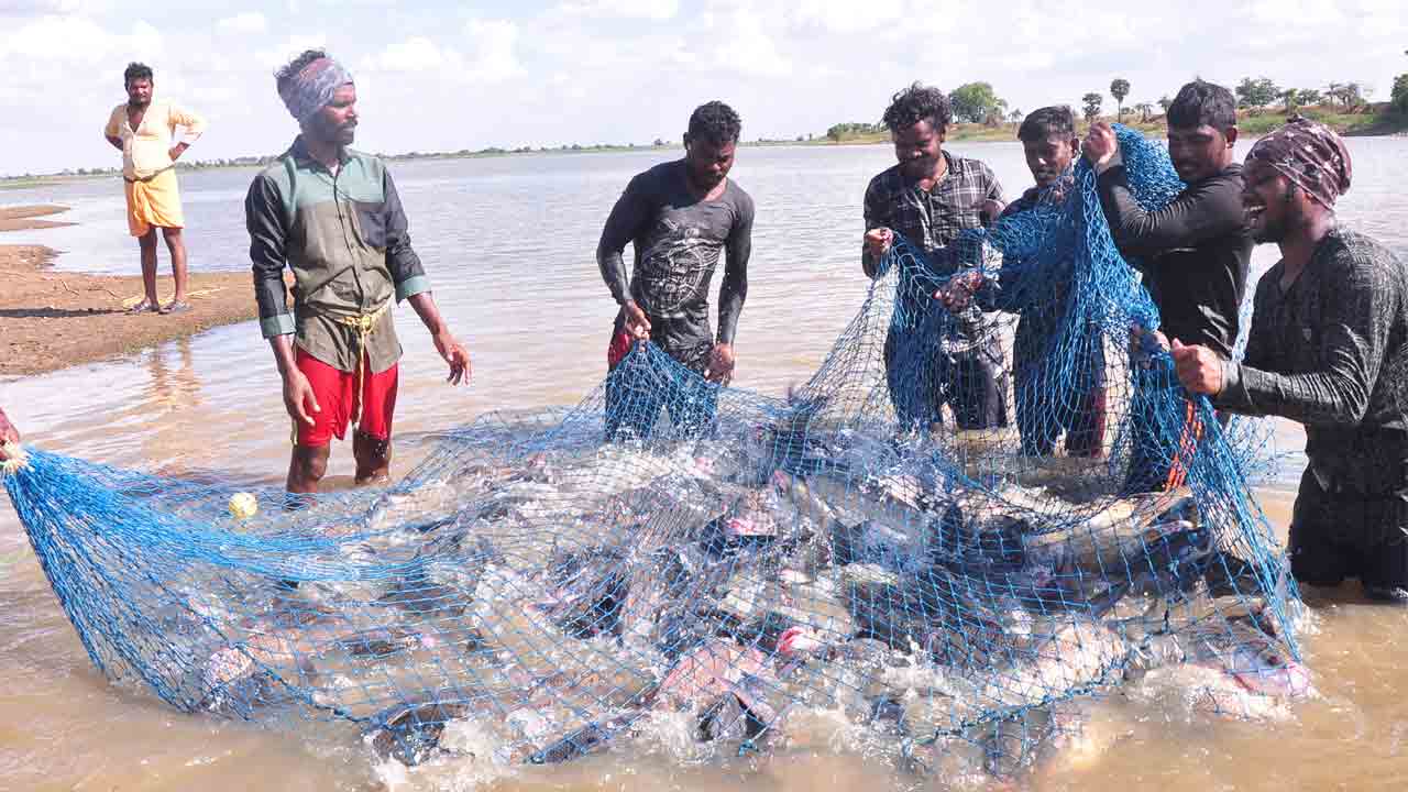 మత్తడిలో చేపల సందడి