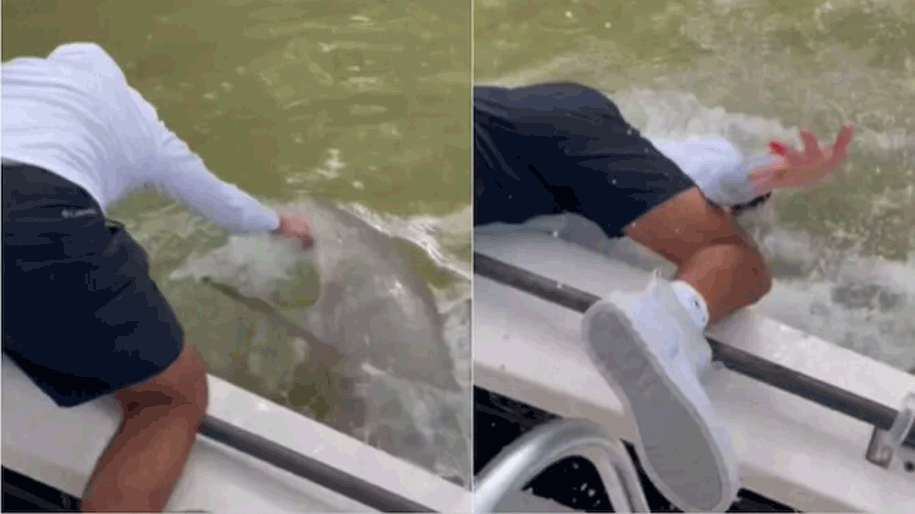 shark | షాకింగ్.. జాలరిని నీళ్లలోకి లాగేసుకున్న షార్క్.. వీడియో