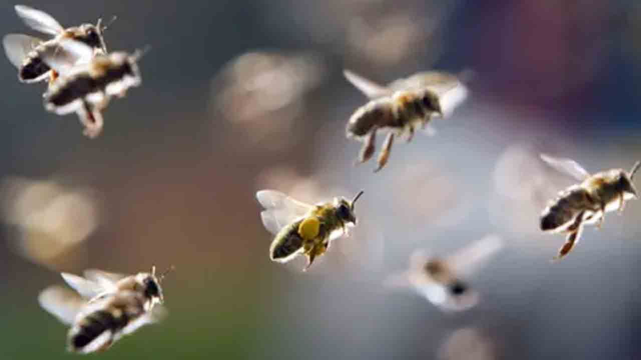 Bees Attack | తేనెటీల దాడిలో 70 మందికి గాయాలు.. తప్పించుకున్న ఏపీ మంత్రి బుగ్గన