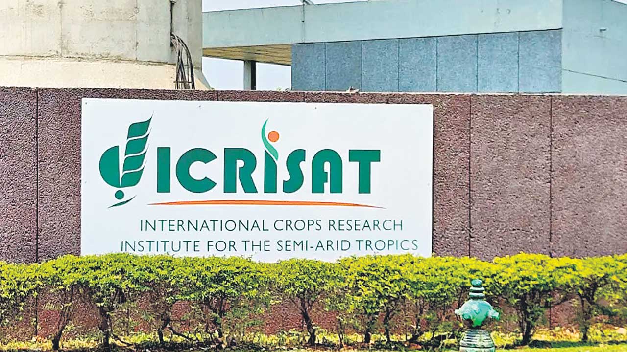 రాగుల విత్తన ఇబ్బందులకు చెక్!