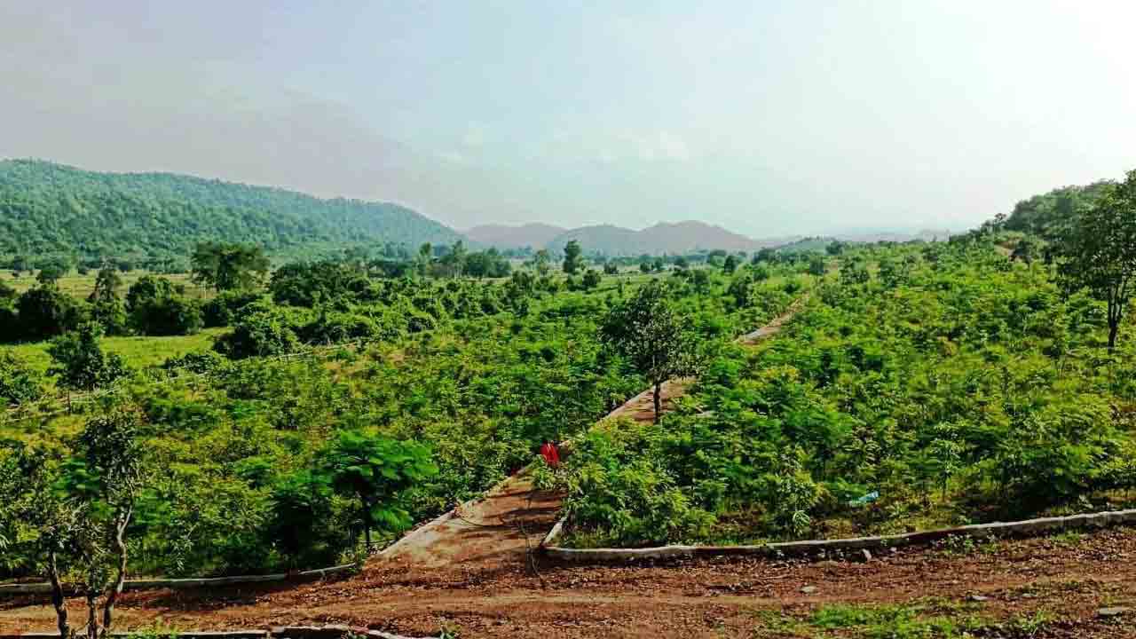 హరిత శోభితం