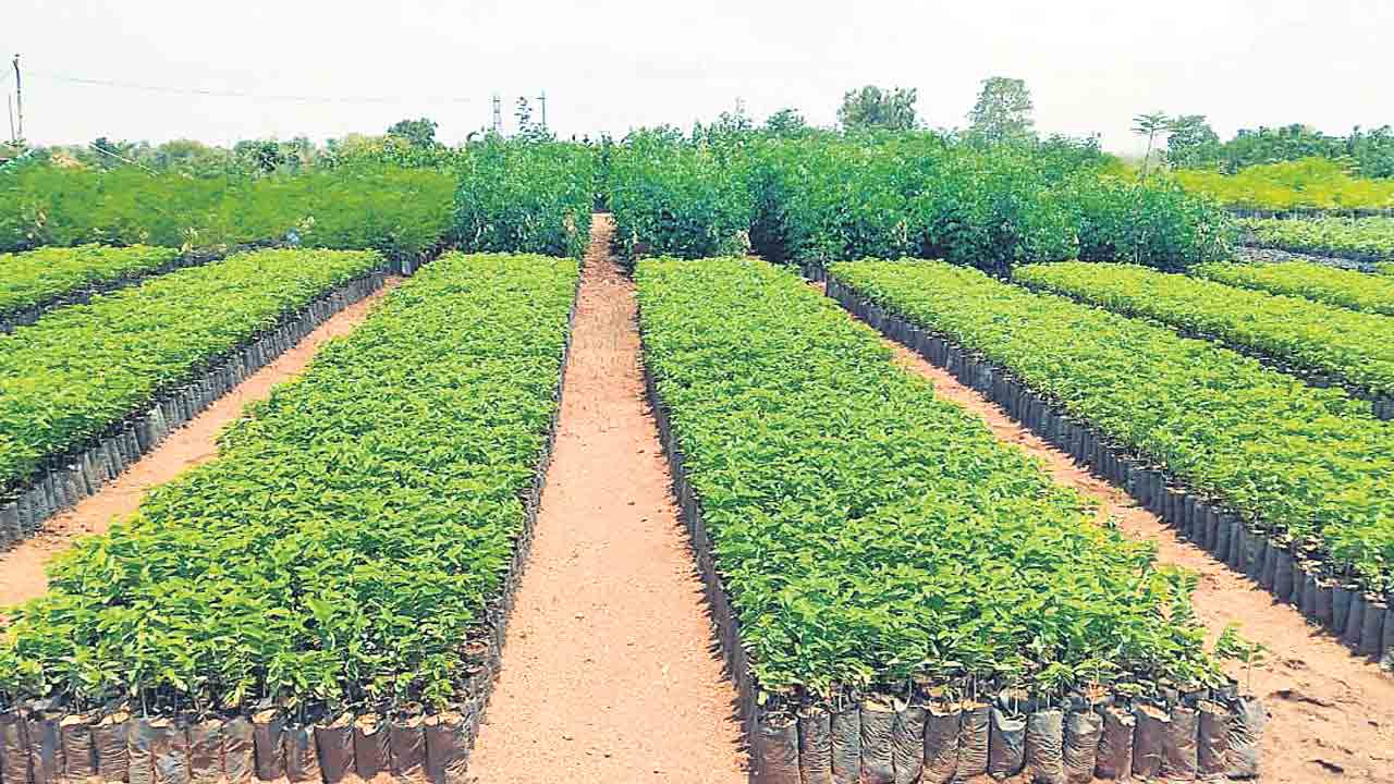 హరిత సంకల్పం