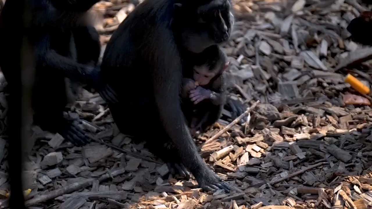 Macaque monkey | బ్రిటన్‌ జూలో అరుదైన మకాక్‌ జాతి కోతి పిల్ల జననం