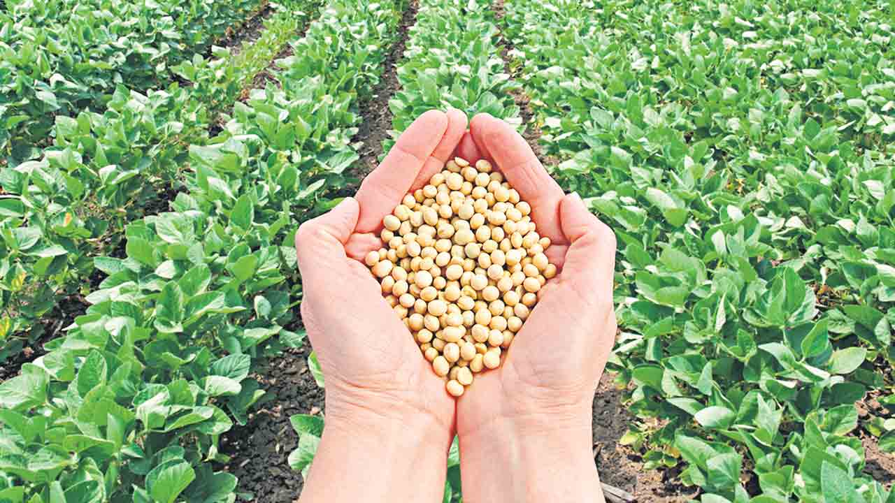 సోయా.. సాగుచేద్దాం ఇలా!