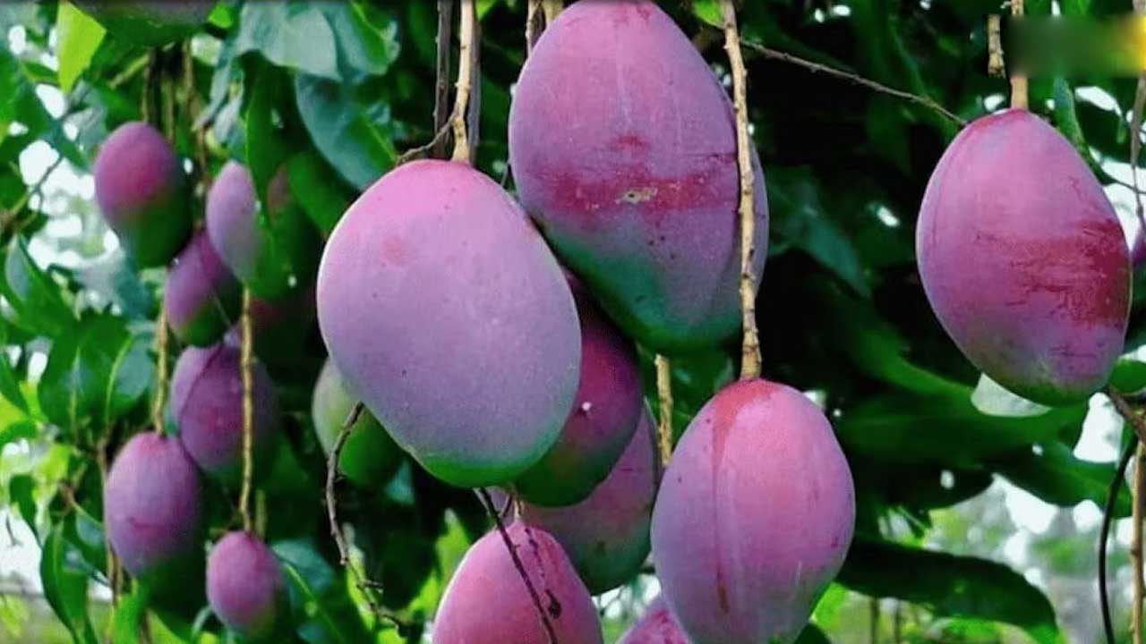 Miyazaki Mango | ఈ మామిడి పండ్లు చాలా కాస్ట్లీ గురూ.. ఒక్క కిలో రూ.2.75 లక్షలు..!