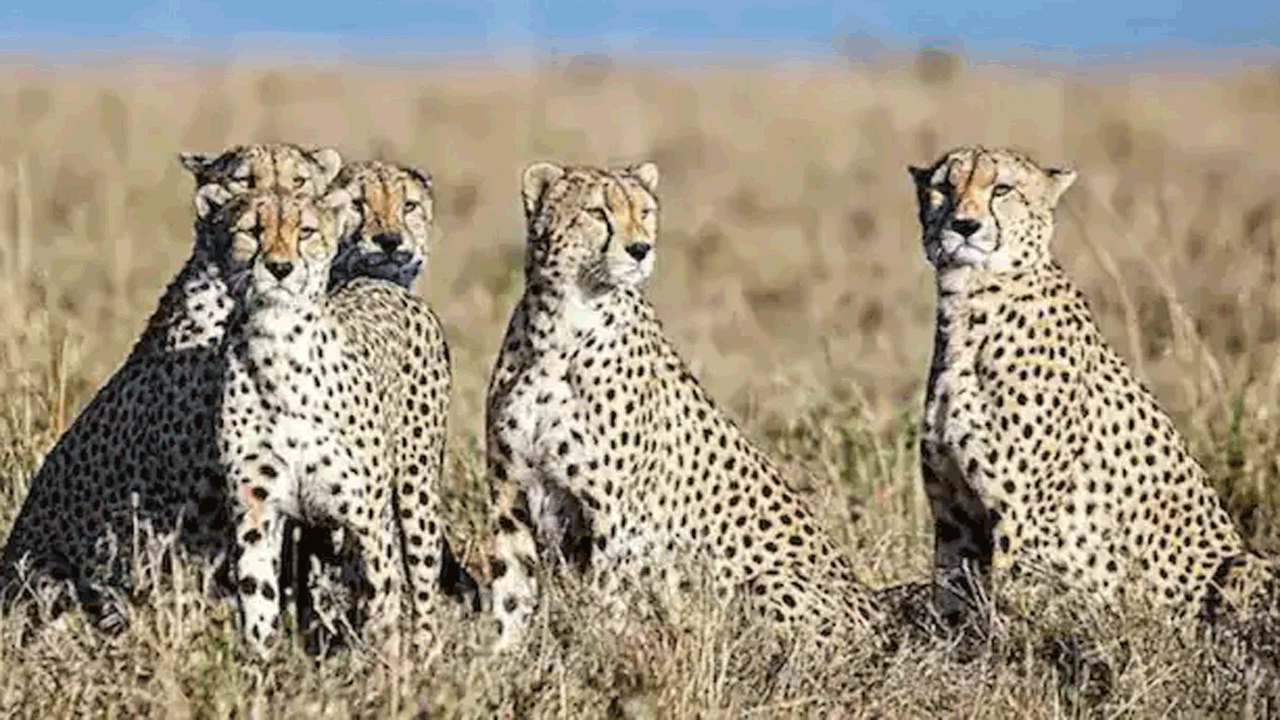 cheetahs | కూనో నేషనల్ పార్క్‌లో చీతాల మధ్య ఘర్షణ.. అగ్నికి తీవ్ర గాయాలు