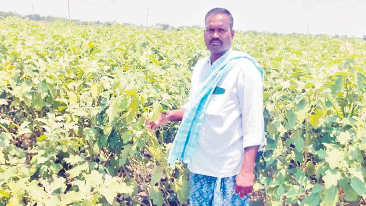 కూరగాయల సాగు.. లాభాలు బాగు