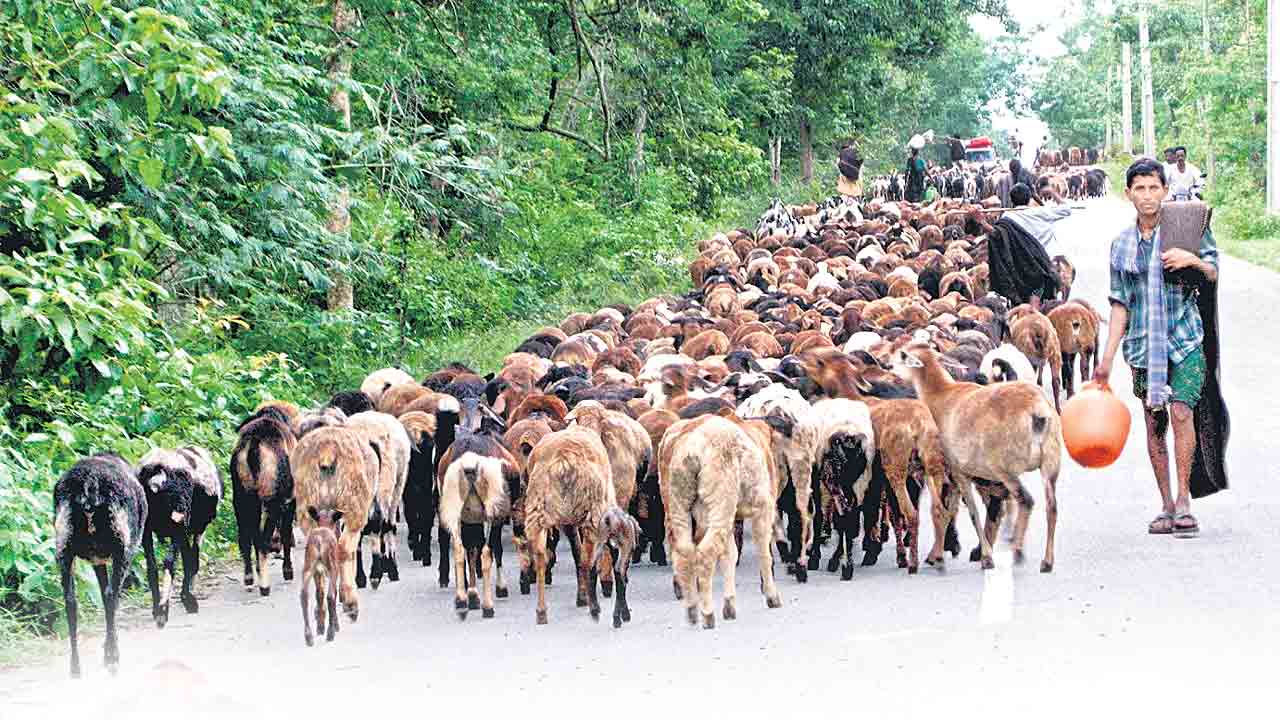 ఎలమంద మురిపెం..