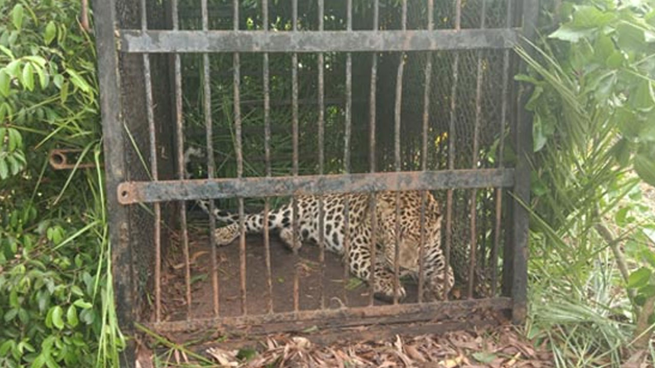 Tirumala | తిరుమలలో బోనులో చిక్కిన చిరుతపులి