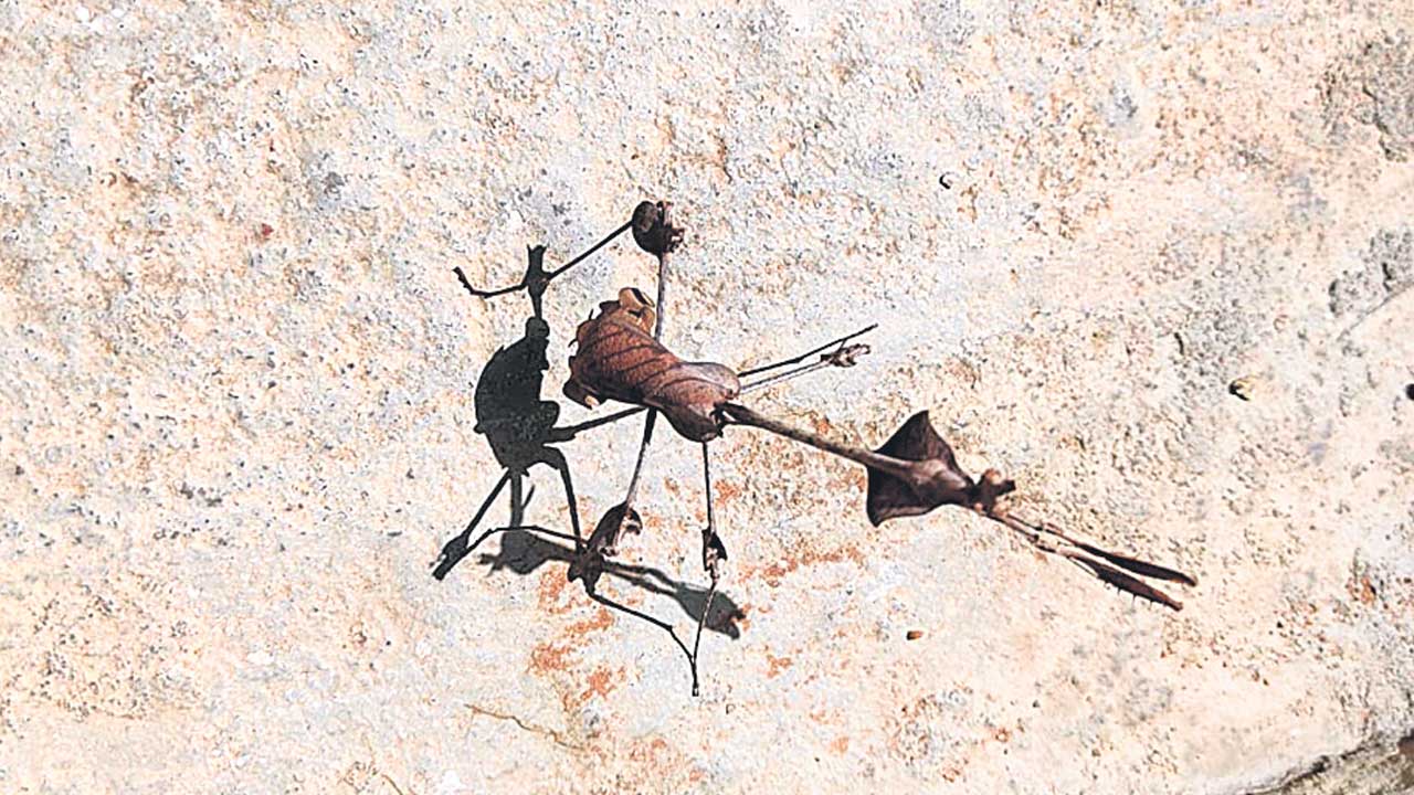 జనగామలో అరుదైన కీటకం