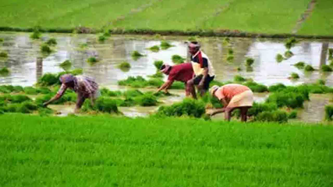 పెస్టిసైడ్స్‌ వాడకాన్ని తగ్గించే మైక్రోజెల్స్‌