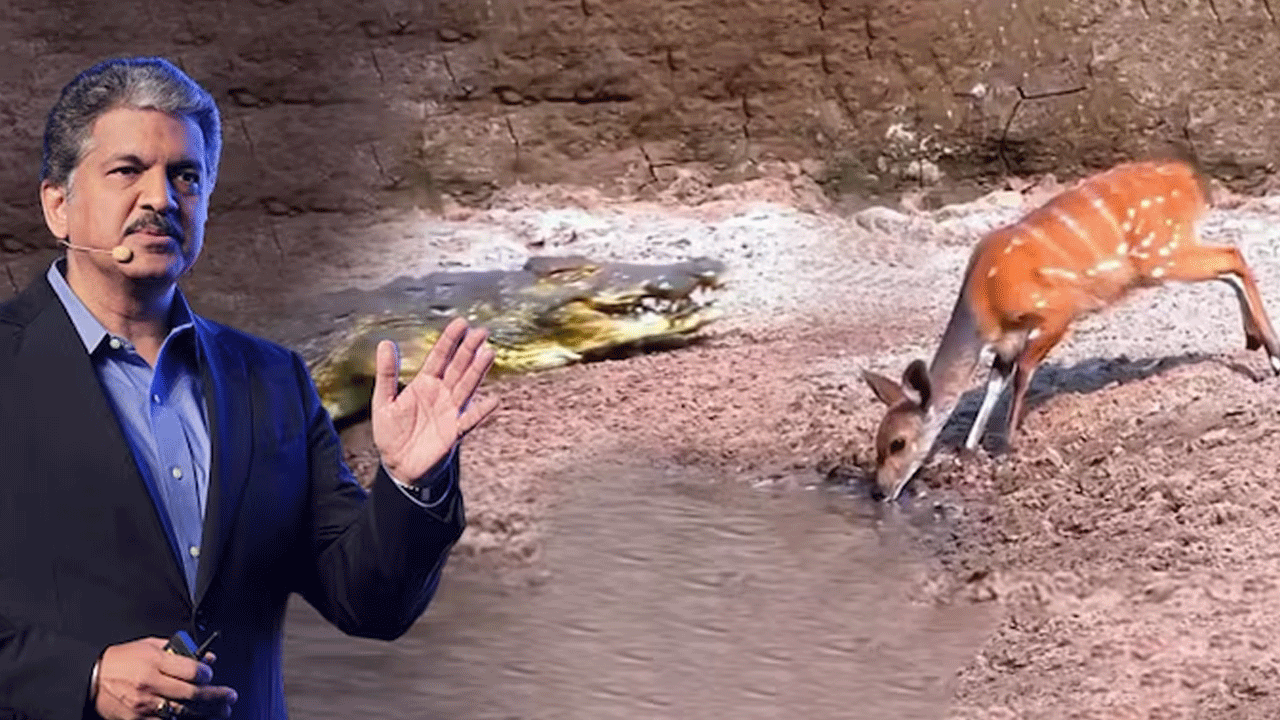 Anand Mahindra | మండే మోటివేష‌న్ : మొస‌లి దాడి నుంచి త్రుటిలో త‌ప్పించుకున్న‌ జింక