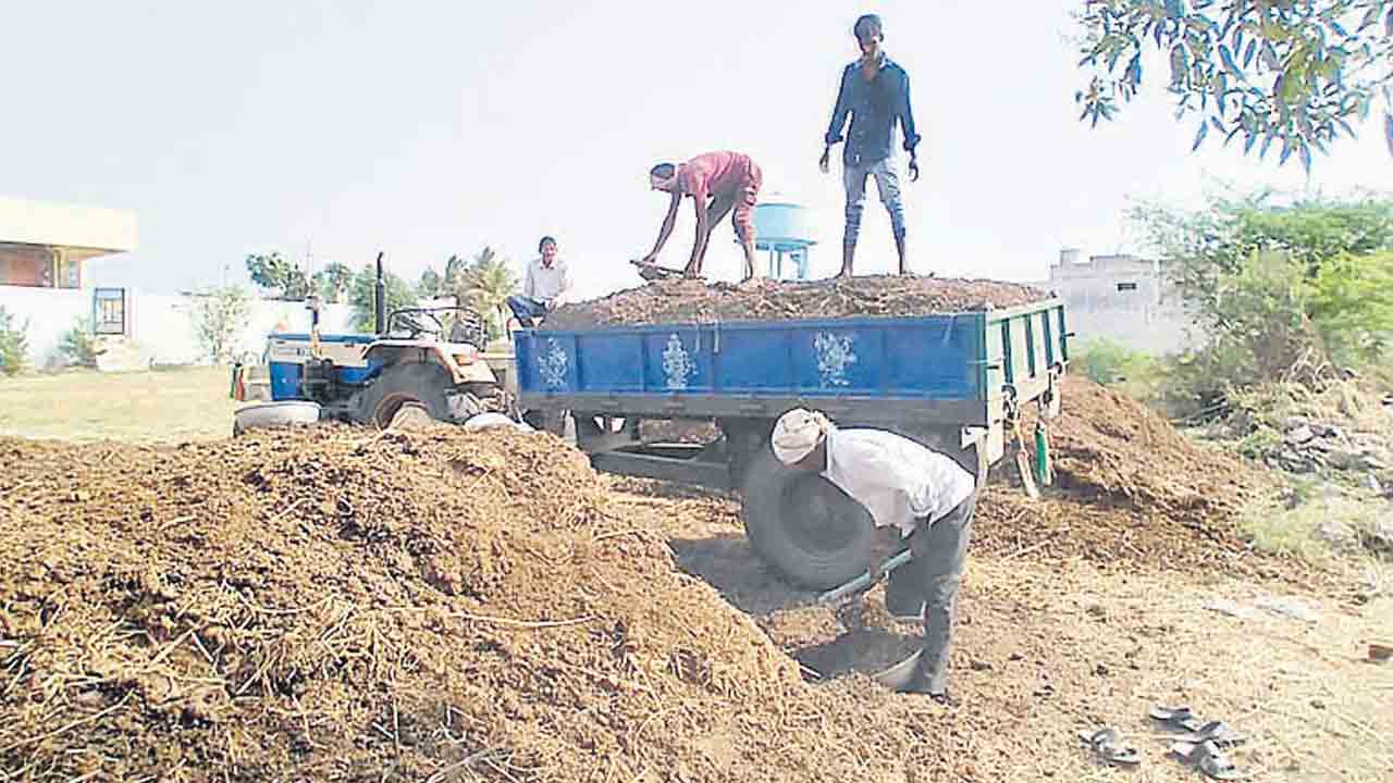 పశువుల ఎరువు పంటకు బలం