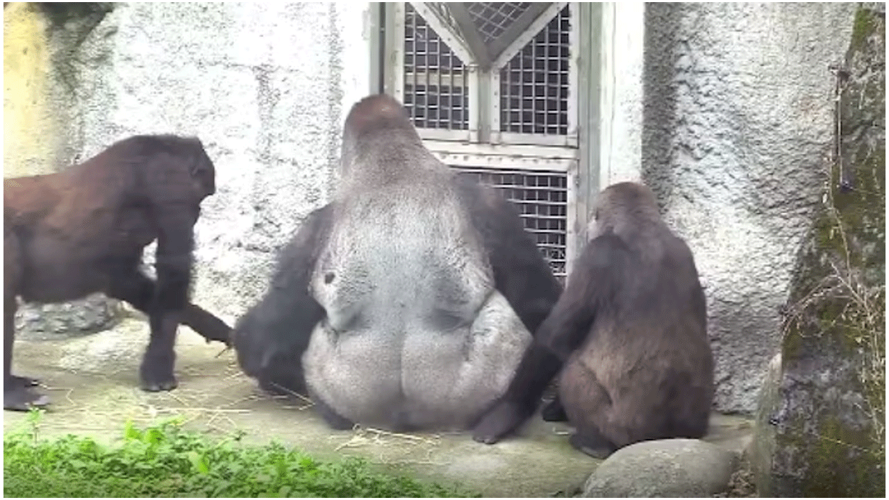 Viral Video | త‌ల్లిని కాపాడేందుకు బేబీ గొరిల్లా ఏం చేసిందంటే..!
