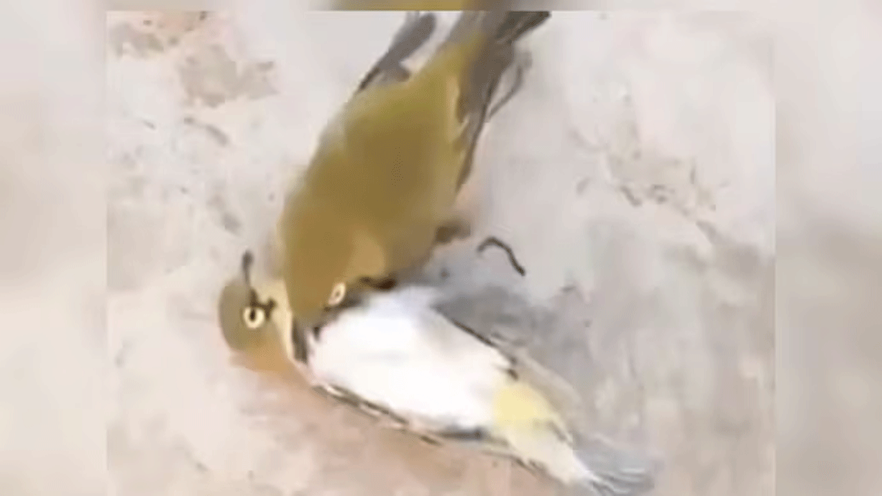 viral video | మ‌ర‌ణించిన భాగ‌స్వామిని వీడేందుకు నిరాక‌రించిన పక్షి..ఆపై ఏమైందంటే..!