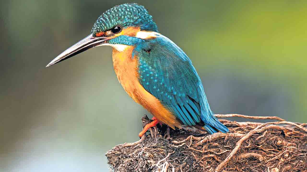 GPS |  పక్షుల మెదళ్లలో సహజ జీపీఎస్‌.. అనుకొన్నప్పుడు ఆన్‌.. ఆఫ్‌ కూడా