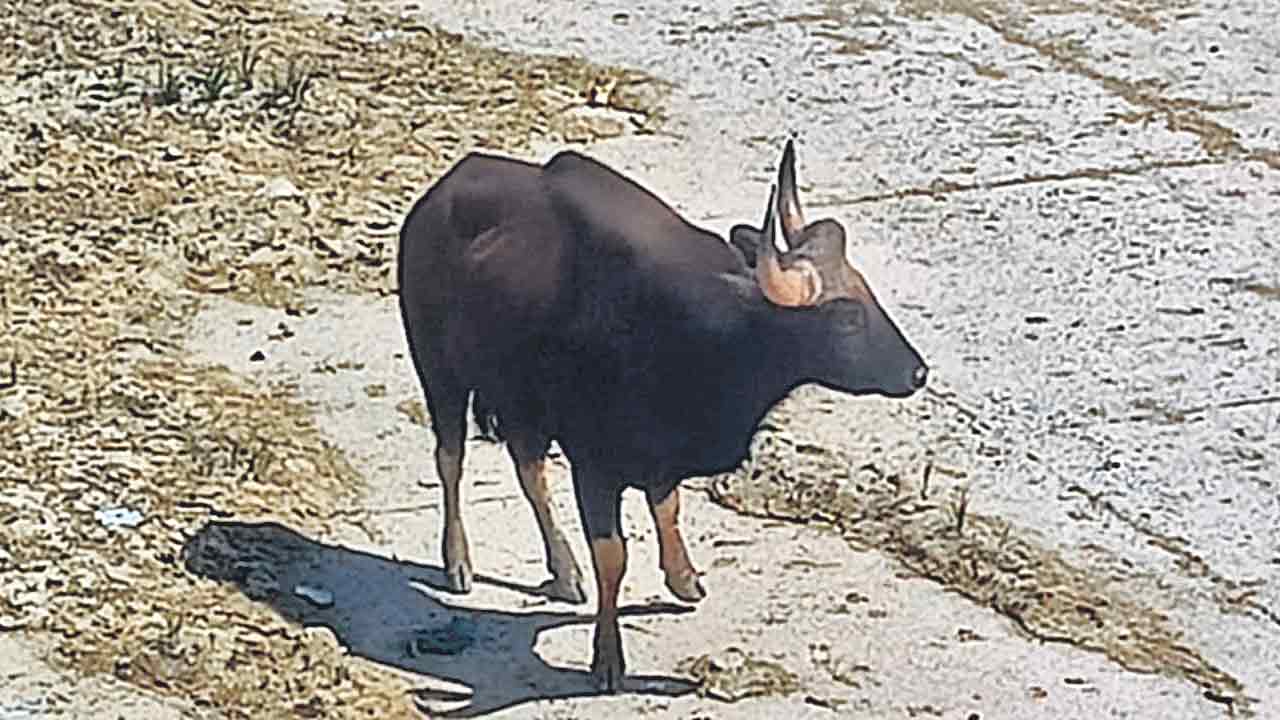 కుమ్మరికుంటలో అడవిదున్న కలకలం