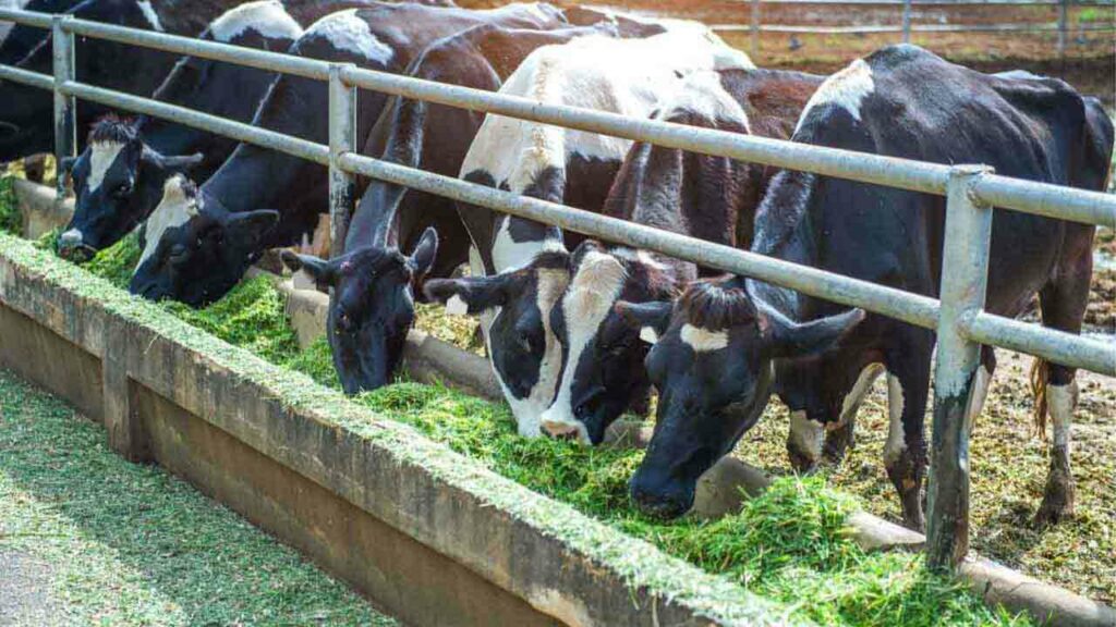 Cattle Shed