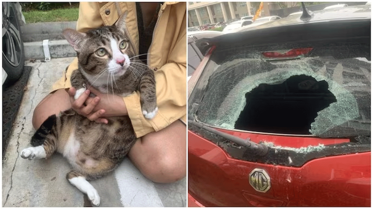 Viral Post | ఆరో ఫ్లోర్ నుంచి కారుపై ప‌డిన పిల్లి..ఆపై ఏమైందంటే..!