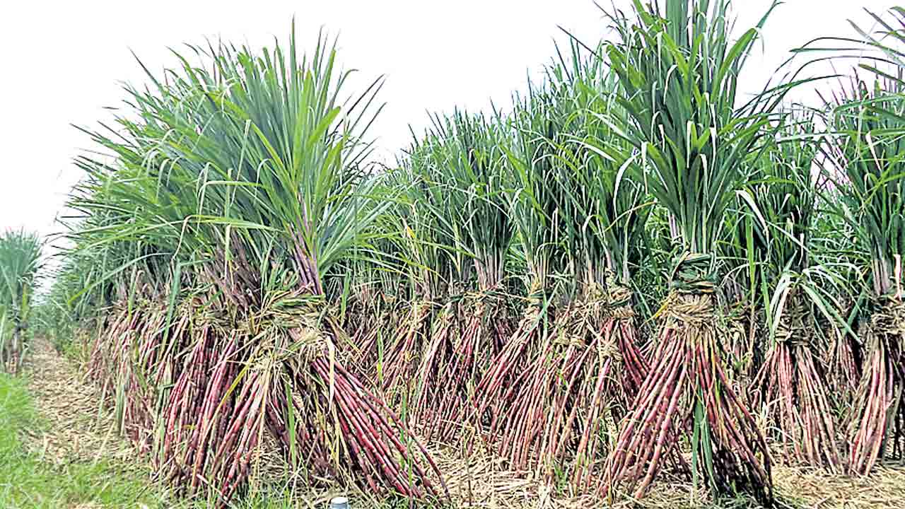 చెరుకు రైతుకు చేదు కబురు