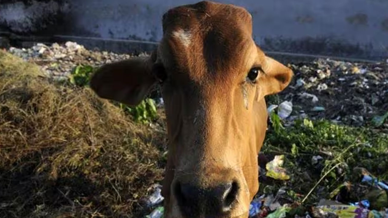 Madhya Pradesh: ఆవుతో శృంగారం.. వ్య‌క్తిపై కేసు