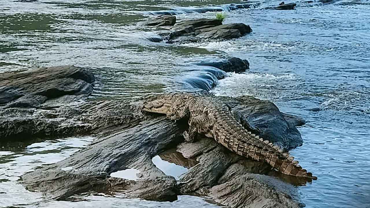 బాలుడిని తినేసిన మొసలి