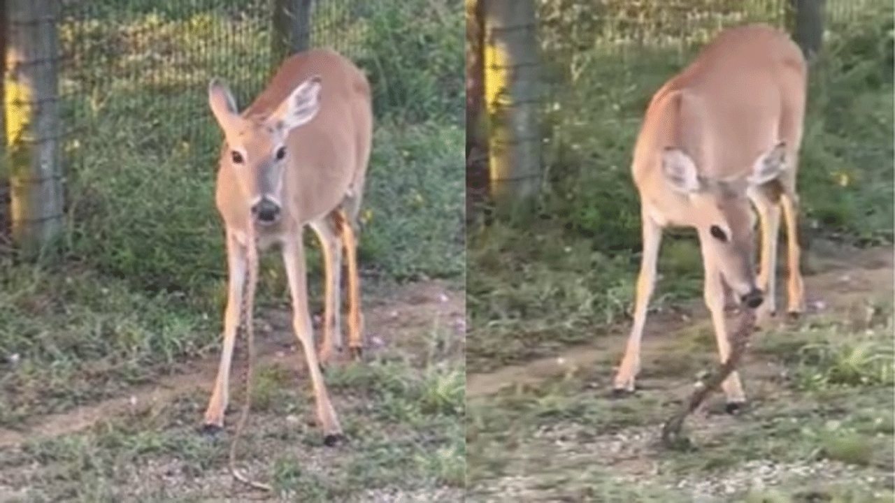 Viral video | మొక్క‌ల‌ను తిని విసుగెత్తిన జింక ఏం చేసిందంటే..!