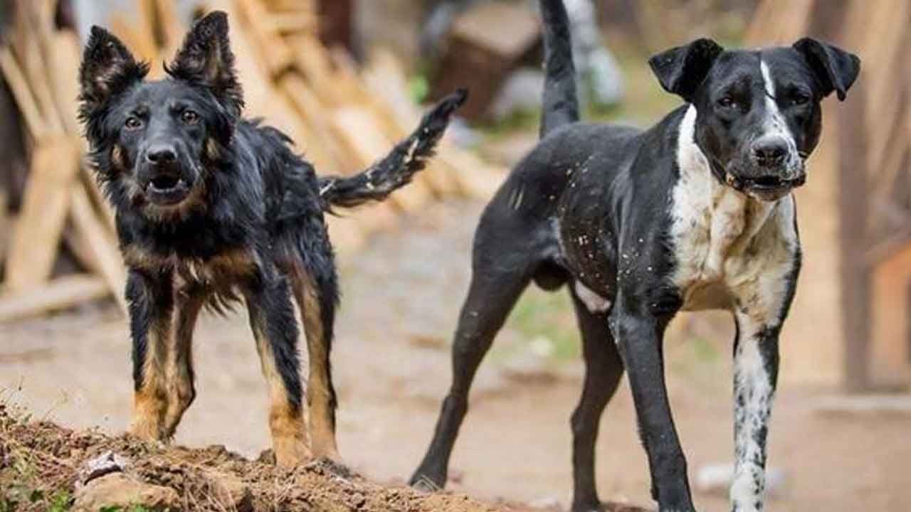 High Temperature |  కుక్క కాట్లకు అధిక ఉష్ణోగ్రతలే కారణం!