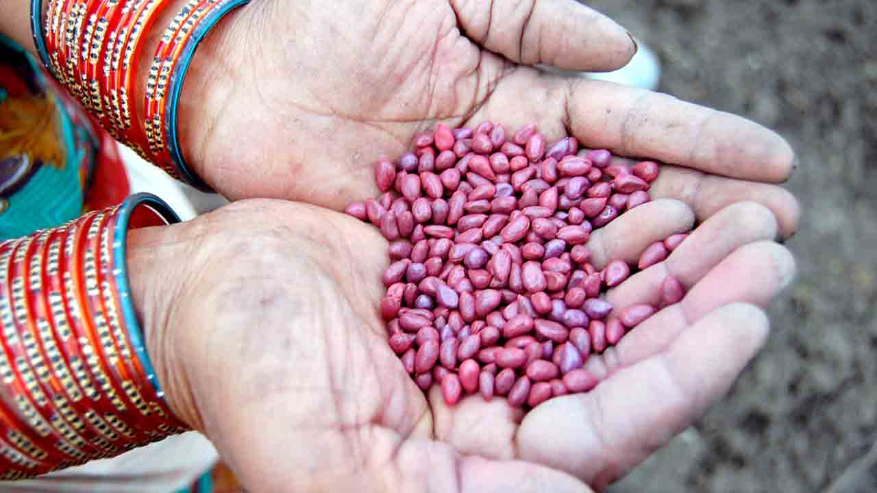 Fake Seeds