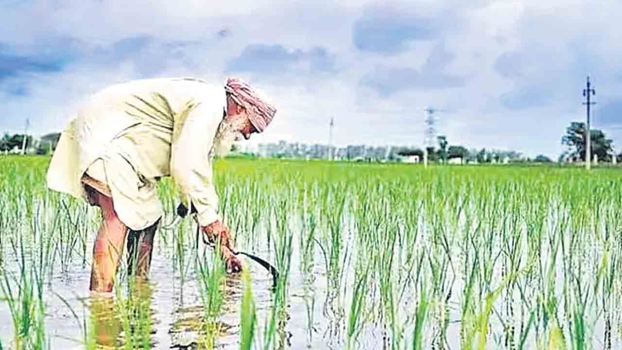 Kisan Samman |  రైతుకు బీజేపీ సర్కార్‌ ధోఖా.. కిసాన్‌ సమ్మాన్‌ కింద ఇచ్చింది 2.42 లక్షల కోట్లే