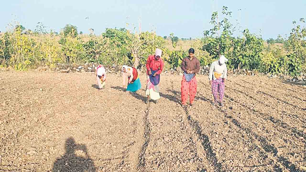 చినుకు కురిసింది..విత్తు పడింది