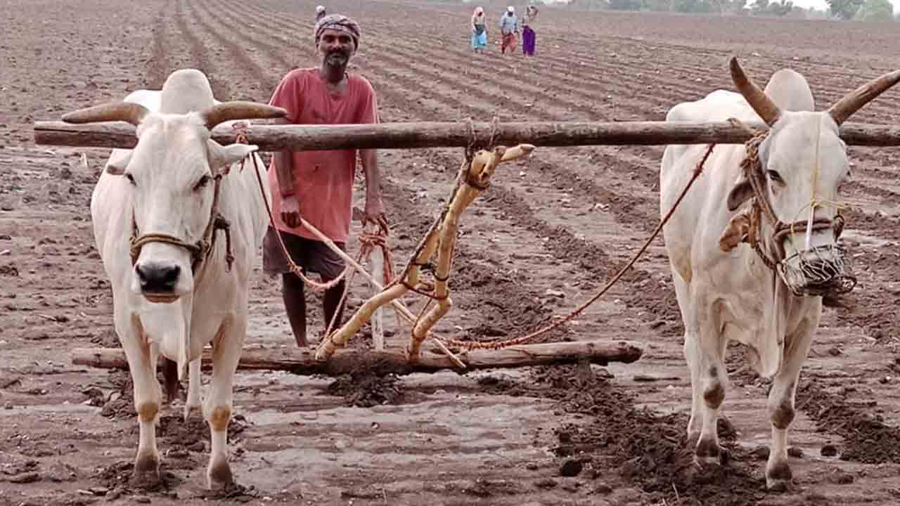 తడిసిన నేల.. మెరిసిన వేళ!