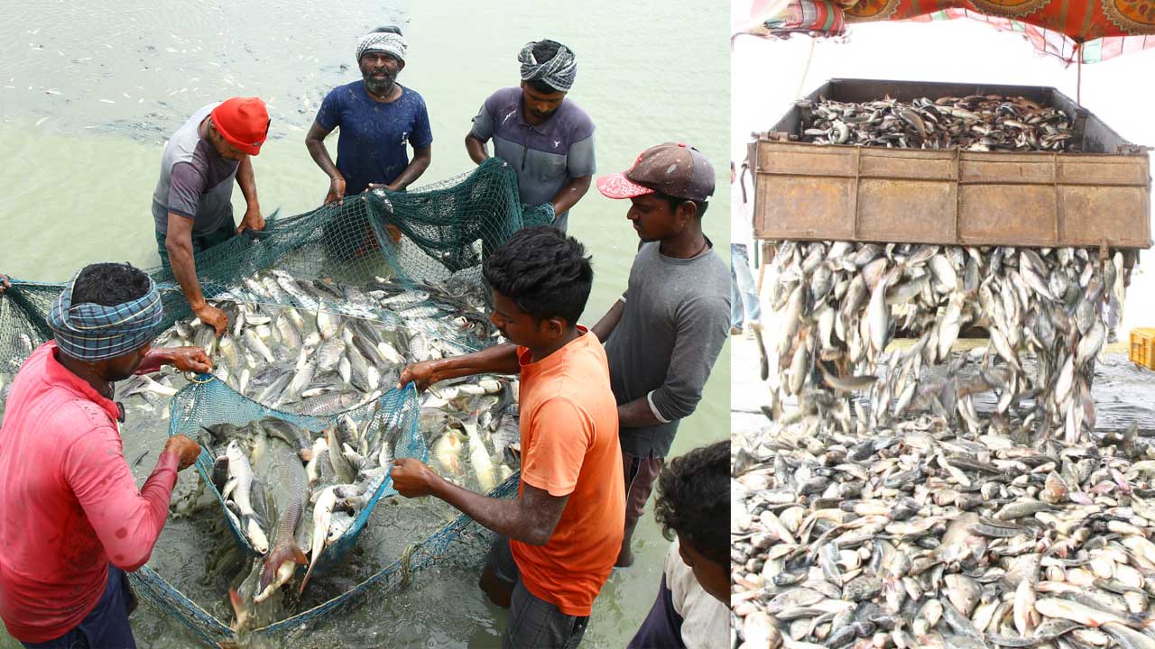 మత్స్యసిరులు