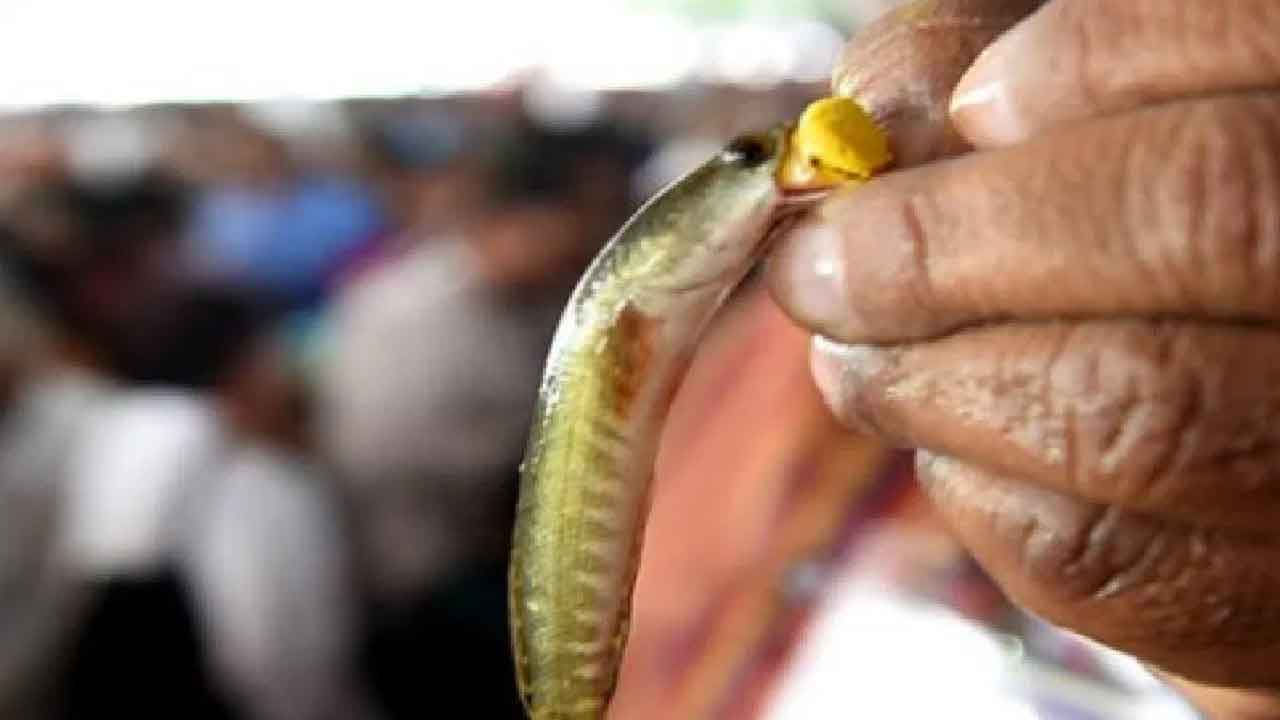 80 వేల మందికి చేప ప్రసాదం పంపిణీ