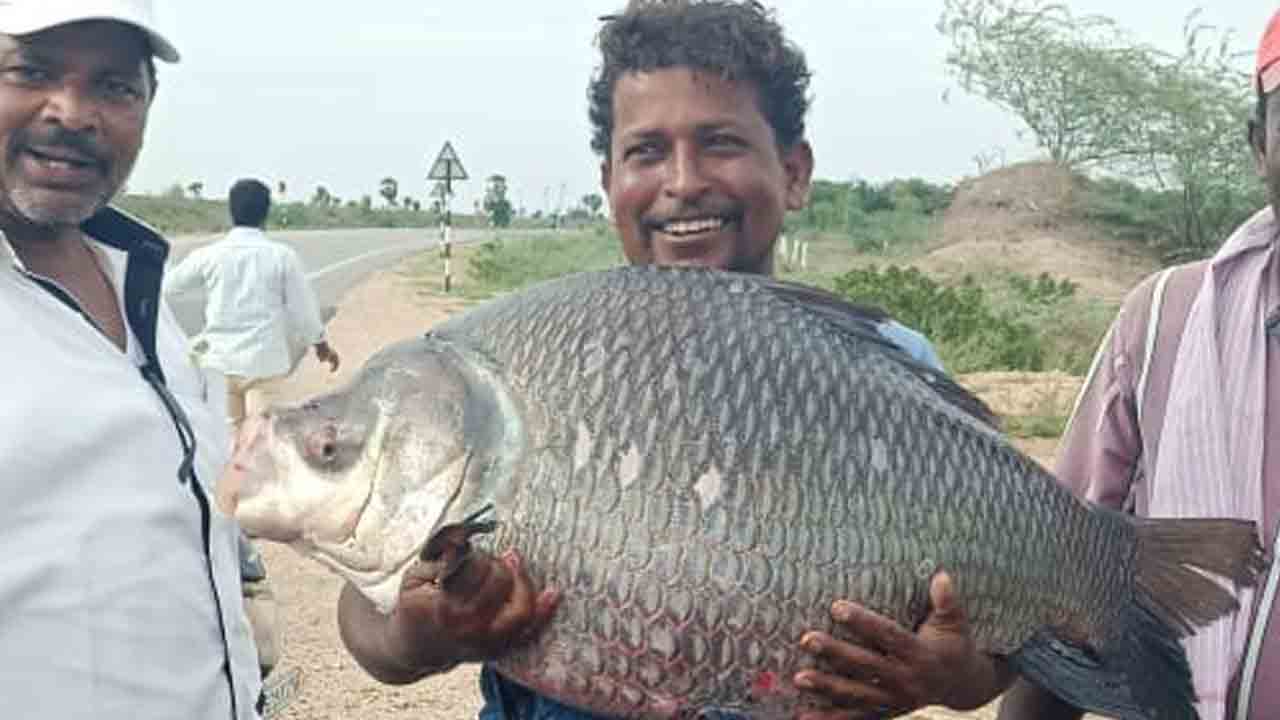 20 కిలోల బాహుబలి మీనం