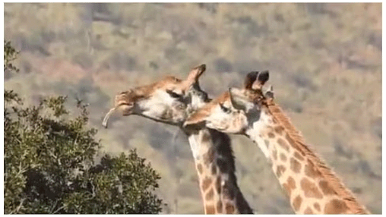 Viral Video | జిరాఫీలు ఆకులు, మొక్క‌ల‌నే కాదు..వాటినీ తింటాయా..?